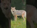 Download Lagu ¿Des-extinguieron al lobo huargo? #genomesequencing  #crispr #conservation #ciencia #biotecnologia