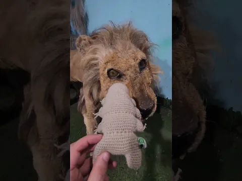 Encontramos Una Taxidermia de León!