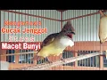 AMPUH Mengatasi Cucak Jenggot Stres Macet Bunyi di Jamin Cepat Gacor
