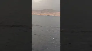 كروز السعوديه البحر الاحمر سواحل الاردن العقبه Msc Cruises 