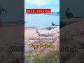 Download Lagu Pelican tries to go for a fish a lady caught on a pole
