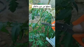 سر محدش يعرفة فى زراعة الطماطم 