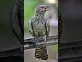 Download Lagu voice of koel bird