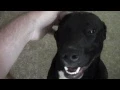 Fenric the Black Lab Beagle Puppy
