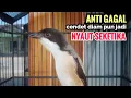 Download Lagu Suara Cendet Gacor Toet toet Efektif Anti Gagal Bikin Cendet Malas pun Langsung Nyaut Bunyi Seketika