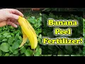 Banana Peel Fertilizer - 3 Ways To Use Banana Skins In Your Garden