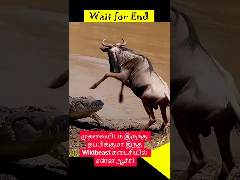 முதலையிடம் இருந்து தப்பிக்குமா இந்த Wildbeast கடைசியில் என்ன ஆச்சி #wild #animals #shorts
