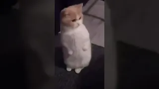 رياكشن قطه معصب  رياكشن قطه معصب