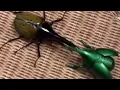 Download Lagu Hercules Beetle🐞- 1 VS 5 -कौन जीतेगा who is gonna win?😱😎#shorts #amazing #facts #insects #beetles