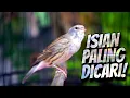 Download Lagu MASTERAN KENARI ISIAN BLACKTHROAT GACOR SUARA JERNIH BIKIN MEWAH KENARI PAUD BELAJAR BUNYI