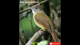 suara burung cucak jenggot full beset tajam cocok untuk masteran burung jagoan anda