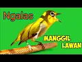 PLECI GACOR suara Ngalas! PANCINGAN PLECI manggil lawan ahlinya bikin BURUNG PLECI lain gacor nyaut.