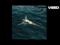 Elena Rose, Justin Quiles - Cosita Linda | 8D AUDIO