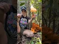 Download Lagu someone should move to North Carolina with me 🍄❤️#mycology #mushrooms #mushroomhunter #fungi #