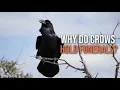 Why Do Crows Hold Funerals The Real Reason