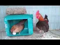 Gallina Miniatura poniendo su PRIMER HUEVO a los 5 meses