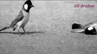 موال حزين محمد السامر طور سعدي الحلي 