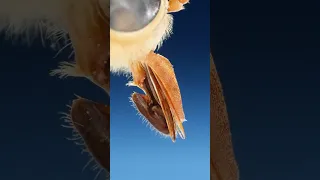 How do flies bite