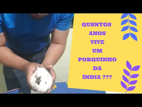 Download MP3 Quantos anos vive um porquinho da Índia? #quantosanosviveporquinhodaindia