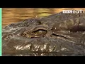 Download Lagu Top 5 dodelijke krokodillenmomenten | BBC Earth