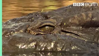 top 5 killer crocodile moments bbc earth