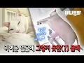 Download Lagu 사료만 주는데 살찐다는 보호자님.. 카메라로 지켜보니 연두의 상태가?!ㅣOnly Providing Pet Food... But The Cat Is Gaining Weight?!