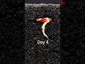 Download Lagu Have you ever seen a seed germinate in the soil? #timelapse  #macro  #nature