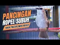Lagu Suara Burung Trucukan GACOR ROPEL Panjang Ampuh Untuk PANCINGAN TRUCUK Bahan dan PIKAT TRUCUK