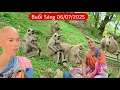 Download Lagu Buổi sáng 06/07/2025 trên núi của huynh đệ sư Minh Tuệ và mấy chú Monkey dễ thương