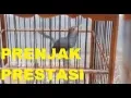 Download Lagu Suara Master Anakan Prenjak Kepala Merah