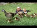 Download Lagu The Duck Family - Wildlife Survival Instinct (Nat Geo Wild)