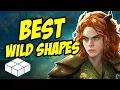 Druid Wild Shape Guide D D 5e
