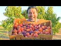 7 Tips to Grow Lots of Peaches Nectarines Apricots and Plums