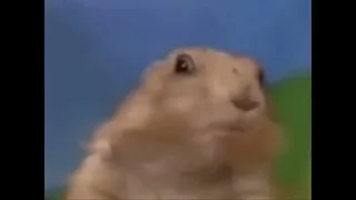 rodent got shocked meme SkeLetOn copyright free memes only