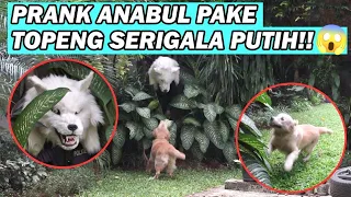 ANABUL KABUR SEMUA NGELIAT SERIGALA PUTIH?! 😱🤣