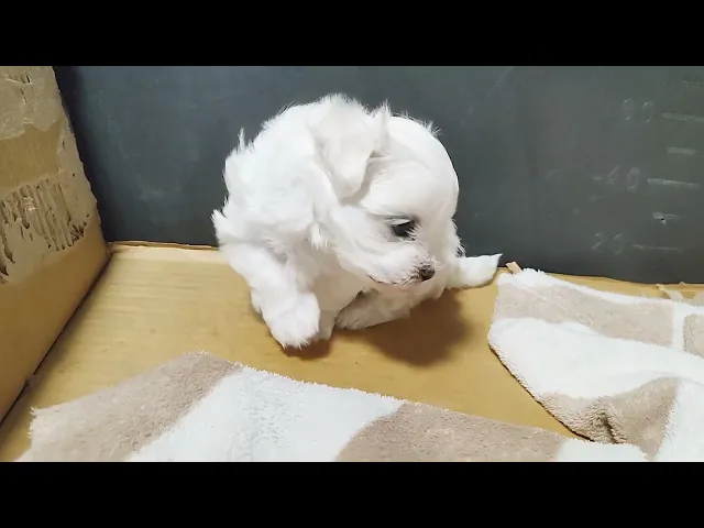動画