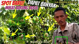 Download MIKAT burung Burcil Anti Zonk Dg Mp3 Ini Di Jamin Ampuh Dapat Banyak - Sriganti,Prenjak,Kolibri,DLL MP3