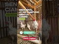 Download Lagu Ayam kampung sentul Ciamis rendah lemak 6,89% vs Broiler 14,7%  🐓 #ayamkampungsentul #peternakayam