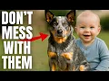 7 Reasons Blue Heelers Are Highly Underrated Guard Dogs