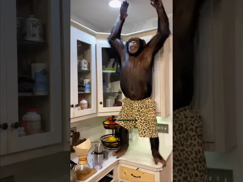 Chimpanzee coffee time☕️❤️