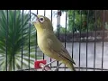 Download Lagu Kecuali Kuning Mulai Nyusun Lagu