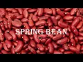 7 Enhance HELLO WORLD REST API using a Bean Spring Boot Bean Technophile