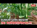 Download Lagu TERNYATA INI RAHASIANYA AGAR JAGUNG SUBUR LAKUKAN INI PADA UMUR 45HST