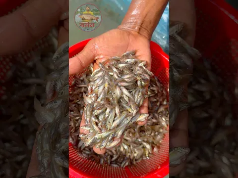 দেশি টেংরা মাছের পোনা চাষ করুন 🐠 #fish #fishing
