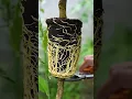 Download Lagu How to Grow Lemon Tree by Air Layering - Lemon Tree Propagation #air_layering