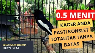 terapi kacer malas bunyi buat kacer lain bongkar materi kacer sandi yudha rinto reds