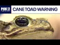 Veterinarians warn of invasive toxic cane toads