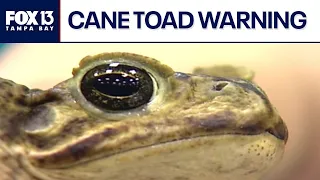 Veterinarians warn of invasive toxic cane toads