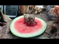 What foods do hermit crabs eat Give your crabs these foods to make them active healthy