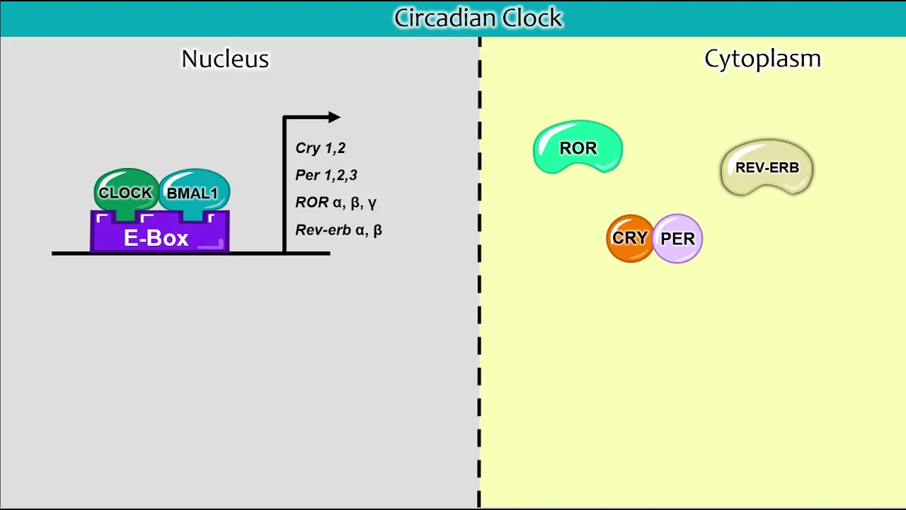 Clock-Controlled Genes Part 1: Transcriptional regulation